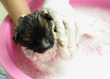 küvet içinde köpek yavrusu