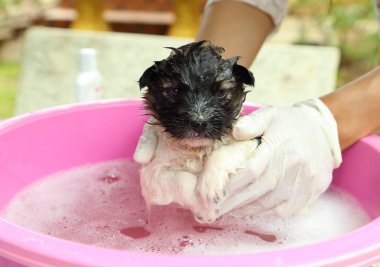 küvet içinde köpek yavrusu
