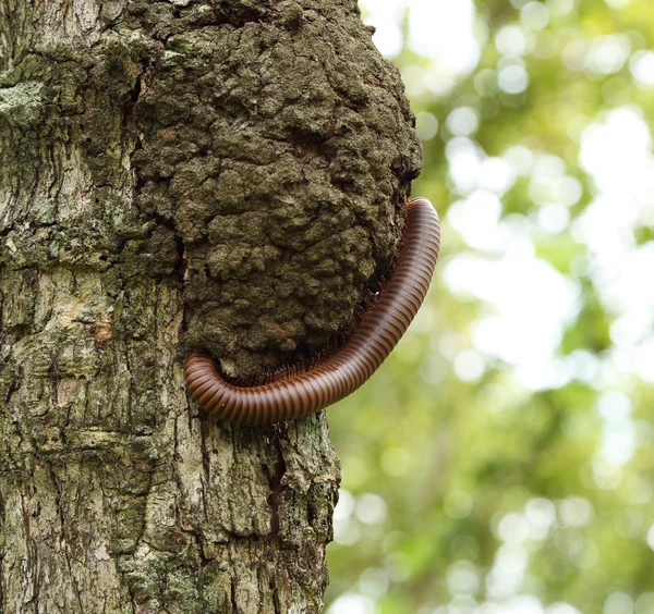 Milipede escalada na árvore — Fotografia de Stock