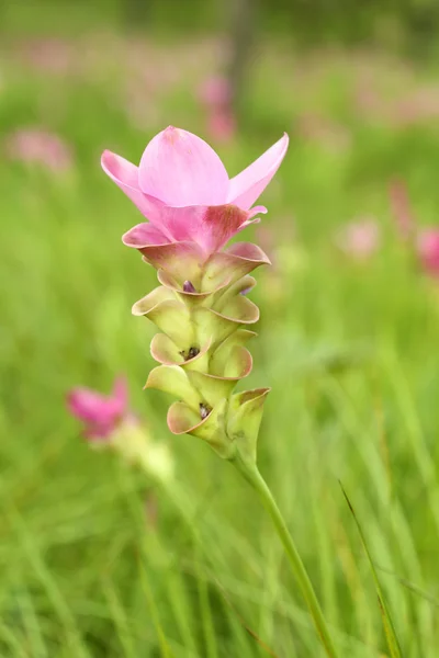 Siam Tulip or Patumma — Stock Photo, Image