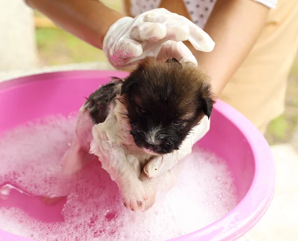 Puppy dog in bath tub — Stock Photo, Image