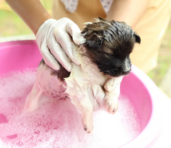 Puppy dog in bath tub — Stock Photo © geargodz 29139081