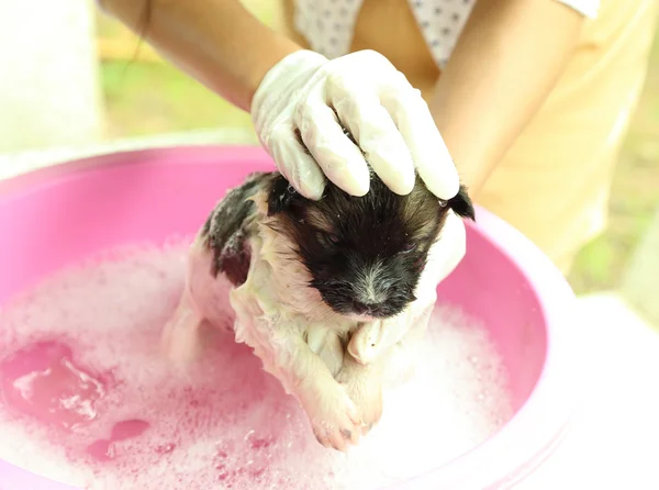 Puppy dog in bath tub — Stock Photo, Image