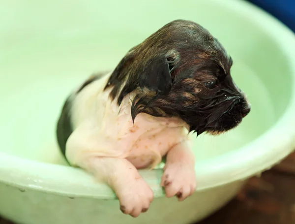 Puppy dog in tub — Stock Photo, Image