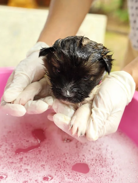 Puppy dog in bath tub — Stock Photo, Image