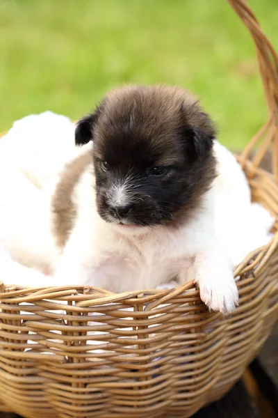 Little puppy resting in basket — Stock Photo, Image