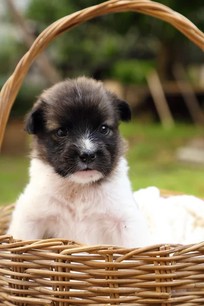 Little puppy resting in basket — Stock Photo, Image