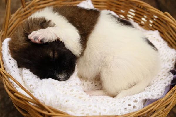 Little puppy sleeping in basket — Stock Photo, Image