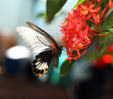 Kırmızı MahS çiçek tıraşlama posta büyük mormon kelebek