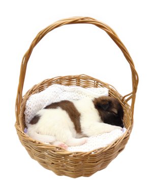 sepet içinde uyuyan köpek yavrusu