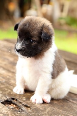 tahta masada oturan köpek yavrusu