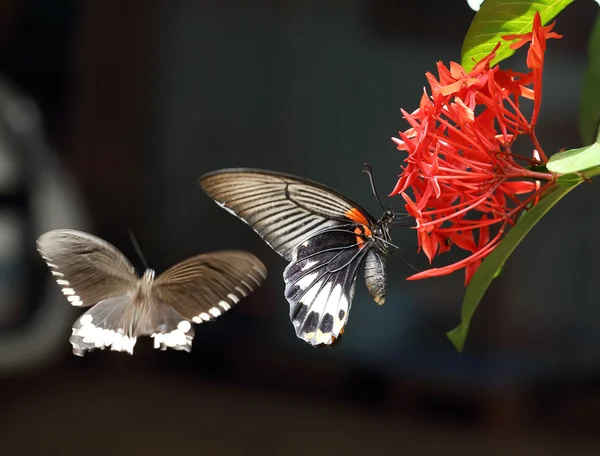 Großer Mormonenschmetterling sitzt auf roter Ixora-Blume — Stockfoto