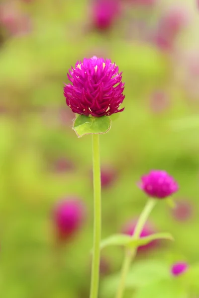 Globe amaranth or Gomphrena globosa flower — Stock Photo, Image