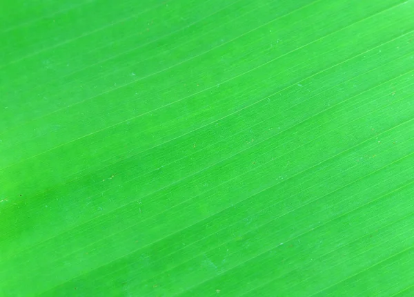 Green banana leaf background — Stock Photo, Image