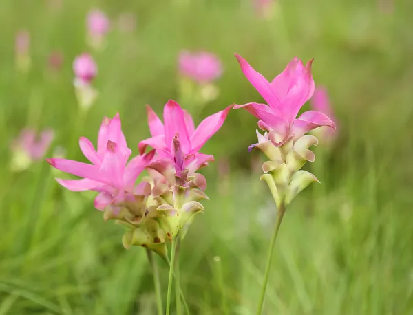 Siam Tulipán o Patumma — Foto de Stock