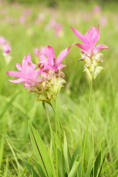 Siam tulip eller patumma — Stockfoto