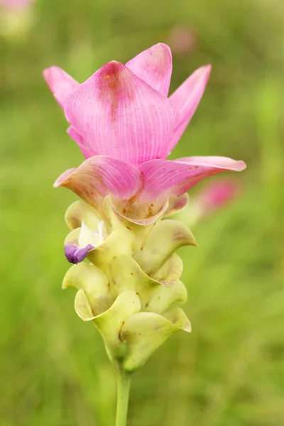 Siam Tulipán o Patumma — Foto de Stock