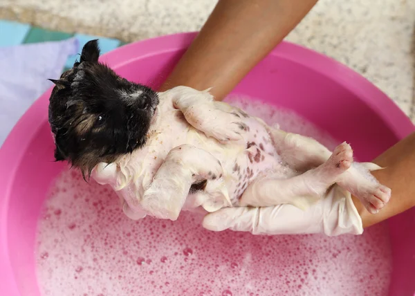 Puppy dog in bath tub — Stock Photo, Image