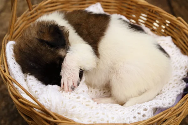 Little puppy sleeping in basket — Stock Photo, Image
