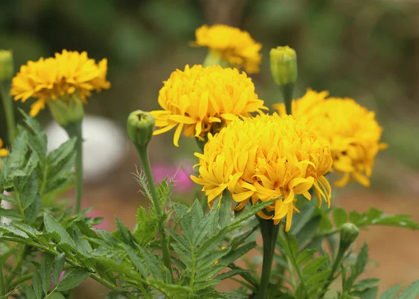 Marigold flowers — Stock Photo, Image