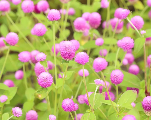 Globe amaranth or Gomphrena globosa flower — Stock Photo, Image