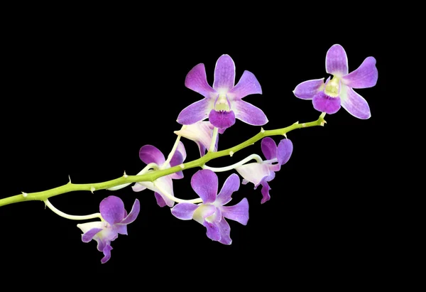 Bela flor de orquídea roxa — Fotografia de Stock