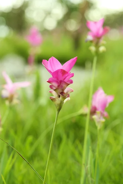 Siam Tulip or Patumma — Stock Photo, Image