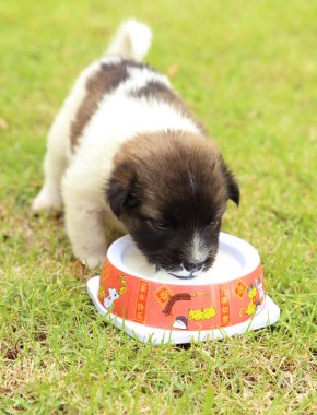 köpek çim süt içme