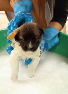 küvet içinde köpek yavrusu
