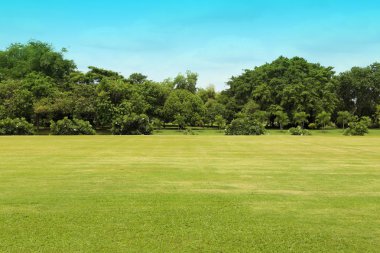 Yeşil Çimen Alanı