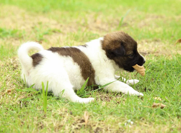 Puppy dog resting — Stock Photo, Image
