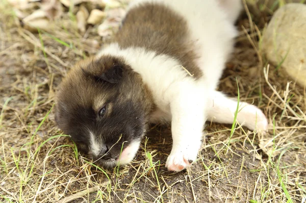 Puppy dog sleeping — Stock Photo, Image