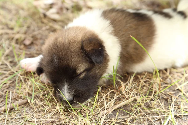 Puppy dog sleeping — Stock Photo, Image