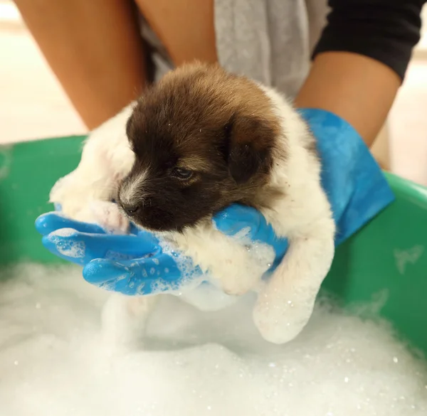 Puppy dog in bath tub — Stock Photo, Image