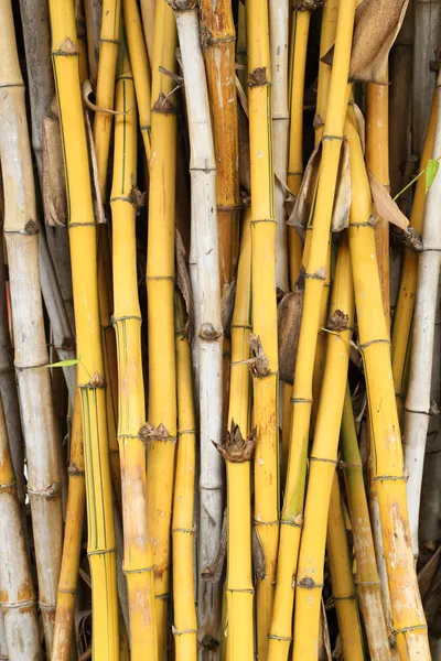 Yellow bamboo växt — Stockfoto