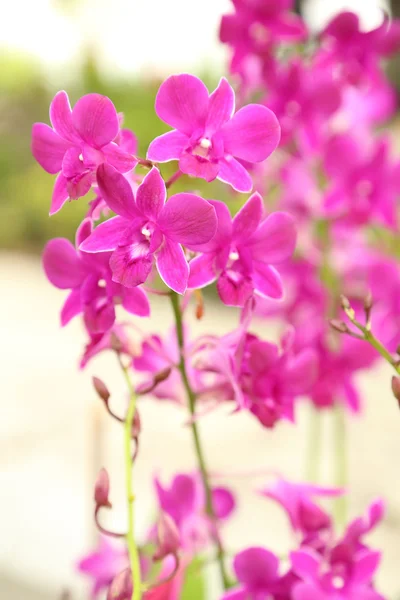 Planta orquídea roxa — Fotografia de Stock