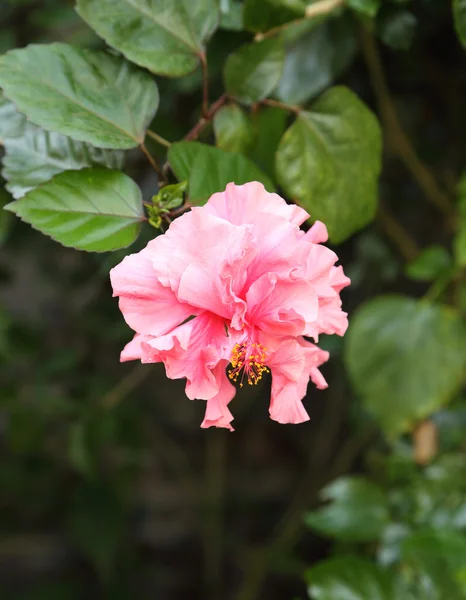 Flor de Hibisco rosa — Fotografia de Stock