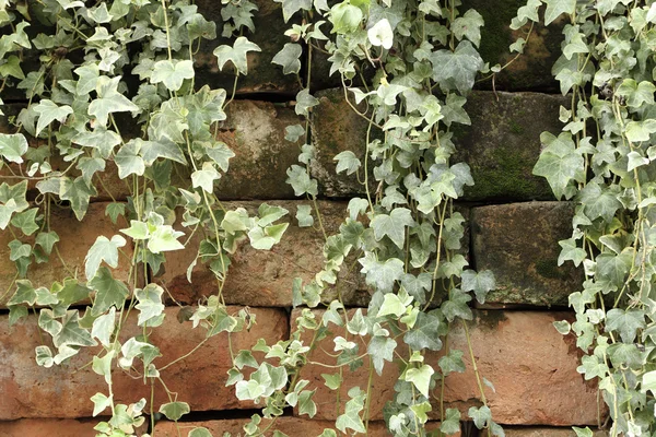 Escalade rampante sur un vieux mur de briques sale — Photo