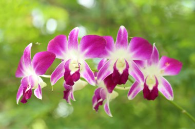 güzel mor orkide bitki