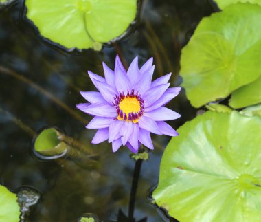 yaprakları çiçek lotus