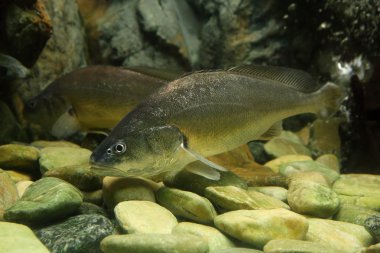 bosesmania microlepis balık