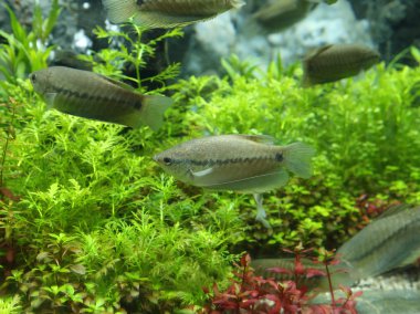 Yılan deri gurami (Trichogaster pektoralis)