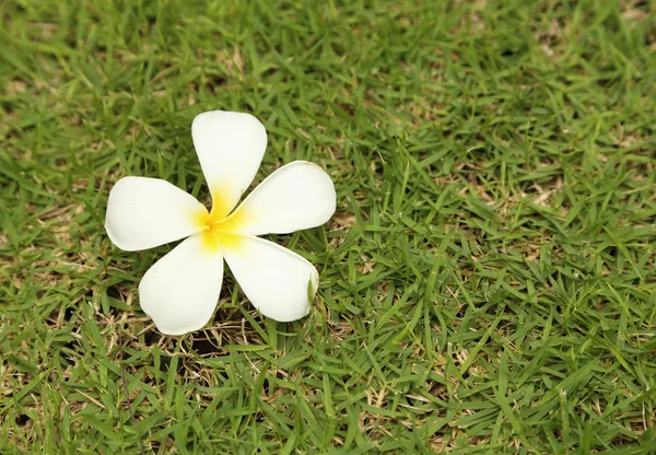 Plumeria kukka ruoho tausta — kuvapankkivalokuva