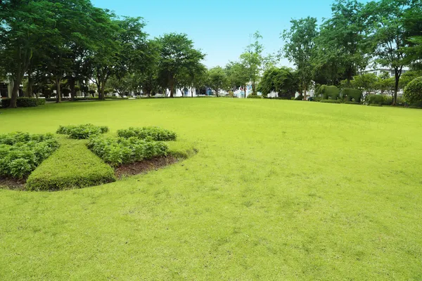 Campo di erba verde in giardino — Foto Stock
