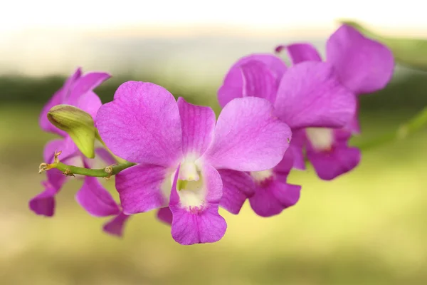 Schöne lila Orchideenpflanze — Stockfoto