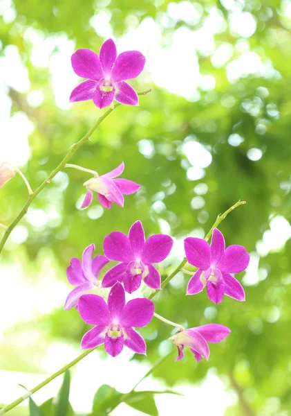 Bela planta orquídea roxa — Fotografia de Stock