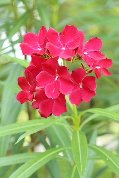 Flor de Oleandro Doce Vermelho — Fotografia de Stock