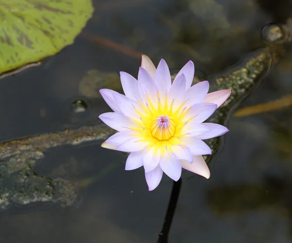 Lotus bloeien met bladeren — Stockfoto