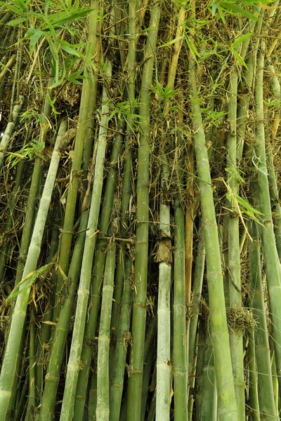 Zielony bambus drzewo tekstura — Zdjęcie stockowe