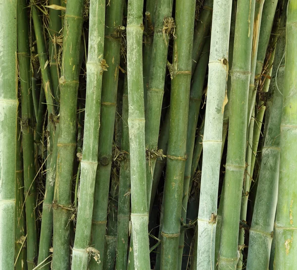 Bambu träd textur bakgrund — Stockfoto